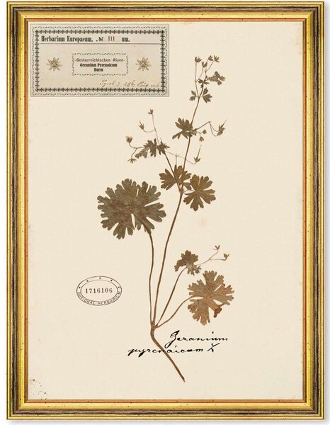 Κάδρο Herbarium Alpinium III FA13457 35x50cm Multi MindTheGap