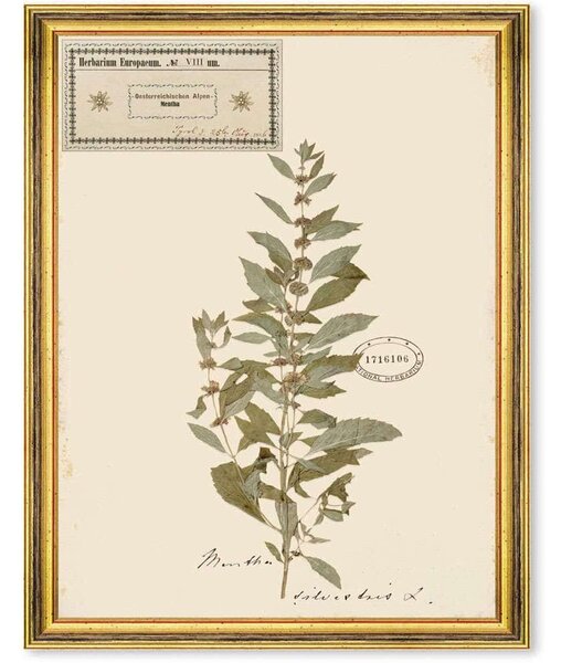 Κάδρο Herbarium Alpinium VIII FA13462 35x50cm Multi MindTheGap