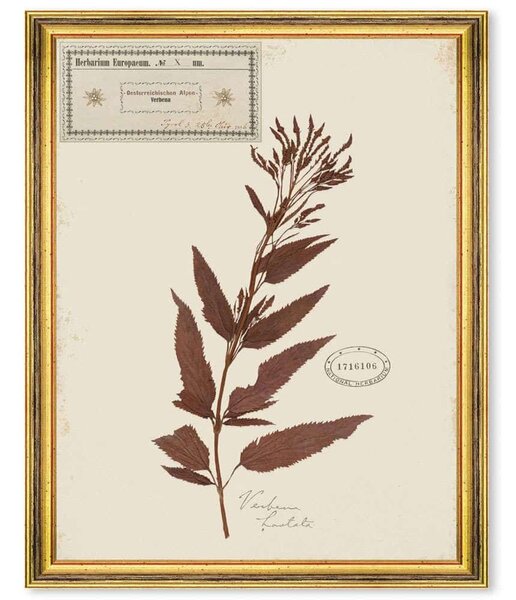 Κάδρο Herbarium Alpinium X FA13464 35x50cm Multi MindTheGap