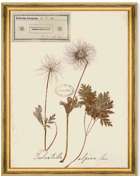 Κάδρο Herbarium Alpinium XI FA13465 35x50cm Multi MindTheGap