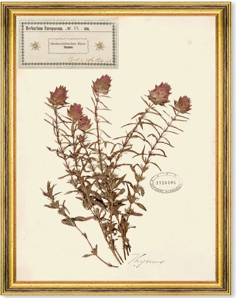 Κάδρο Herbarium Alpinium IX FA13463 35x50cm Multi MindTheGap