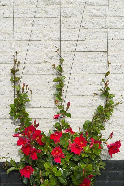 419738 Nature Wire Trellis Set for Climbing Plants 6040760