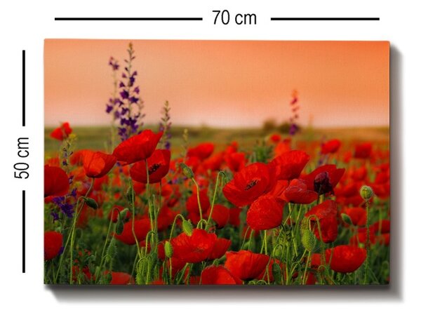 Πίνακας καμβά Πολύχρωμος 50x70x3 cm