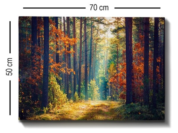 Πίνακας καμβά Πολύχρωμος 50x70x3 cm