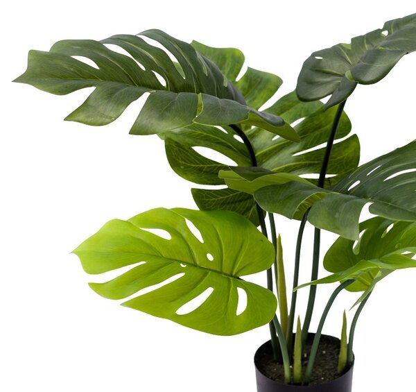 Διακοσμητικό φυτό Monstera σε γλάστρα πράσινο πλαστικό PP H70 cm