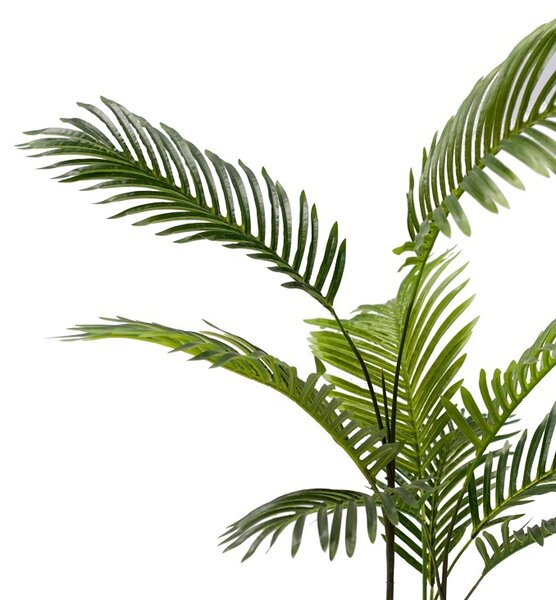Διακοσμητικό φυτό κήπου Areca Pako World Μαύρο 80x80x80 cm