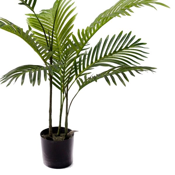 Διακοσμητικό φυτό κήπου Areca Pako World Μαύρο 80x80x80 cm