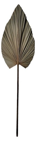 Διακοσμητικό φυτό Leafen Boho Pako World Natural 35x60x130 cm