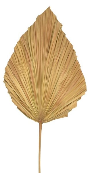 Διακοσμητικό φύλλο Walsy φυσικό H135 cm