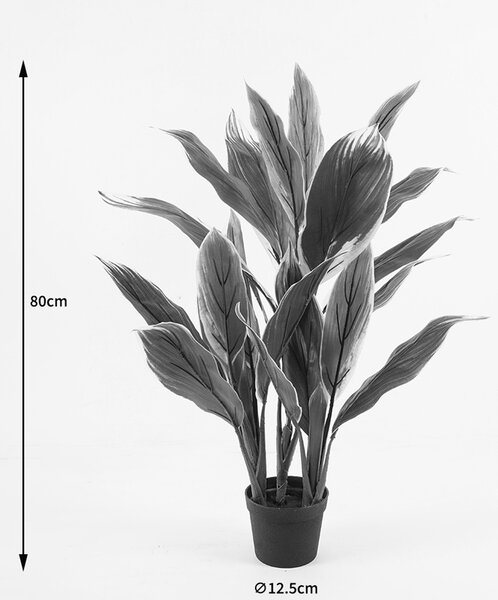 Διακοσμητικό φυτό με γλάστρα Cycas Πράσινο 55x55x80 cm