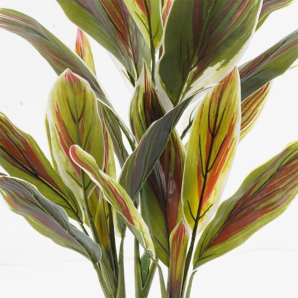 Διακοσμητικό φυτό με γλάστρα Cycas Πράσινο 55x55x80 cm