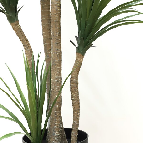 DRACAENA NP_28_155 ΥΨΟΣ 155cm NewPlan