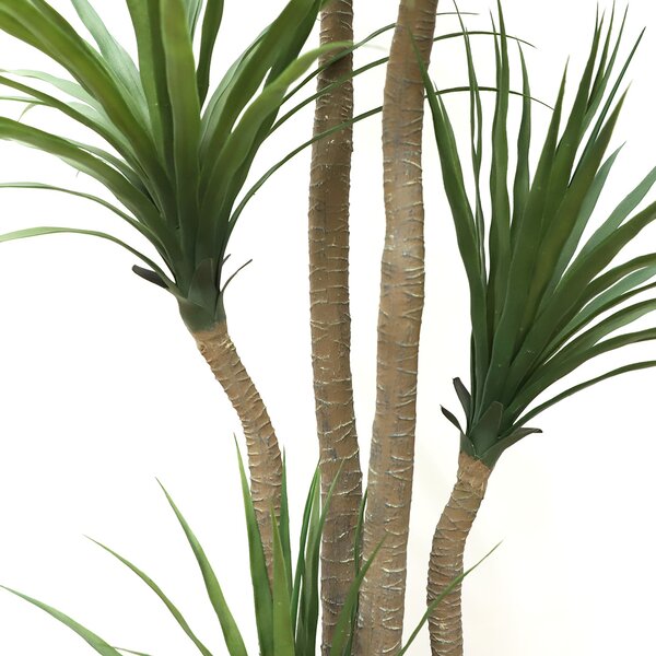 DRACAENA NP_28_155 ΥΨΟΣ 155cm NewPlan