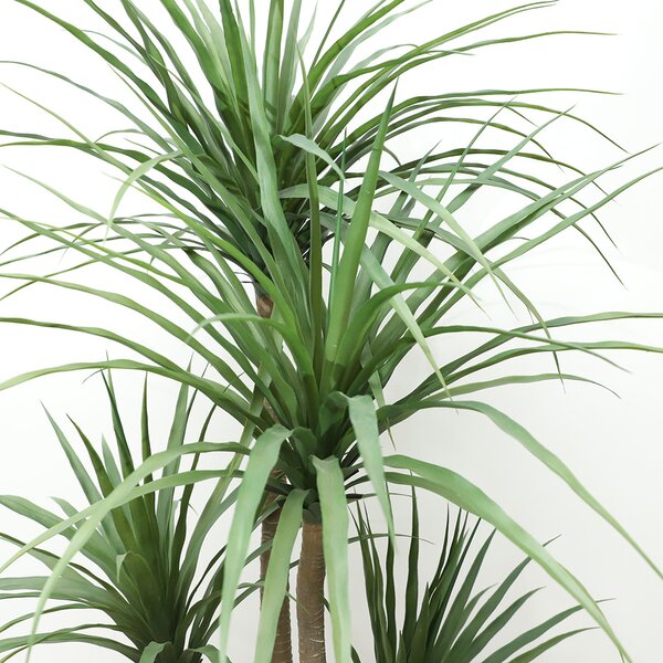 DRACAENA NP_28_155 ΥΨΟΣ 155cm NewPlan