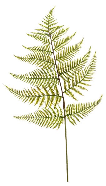 Τεχνητό Κλαδί 80εκ. Emerald Fern Green 427832