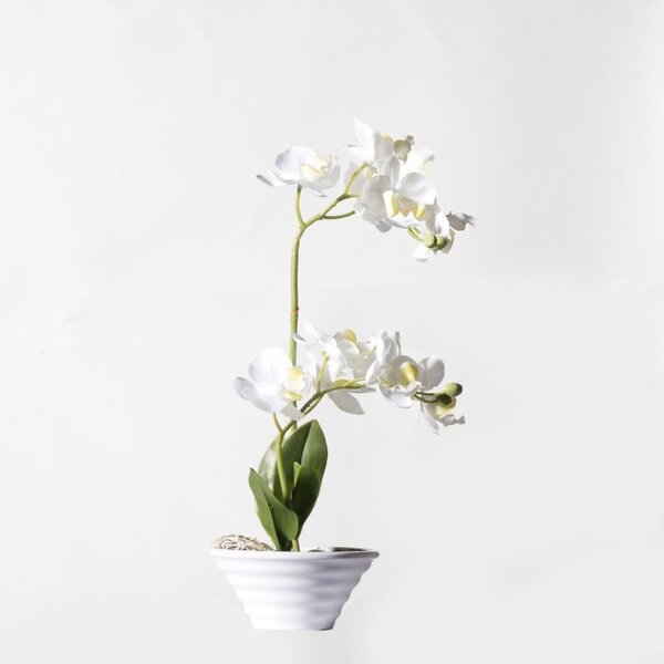 Τεχνητό Φυτό Ορχιδέα Phalaenopsis Real Touch Λευκή με Κασπώ 35 εκ. 5070-6 Supergreens 5070-6 Λευκό