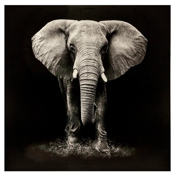 Πίνακας atmosphera Elephant, τύπωμα σε καμβά, 100 x 100 εκ