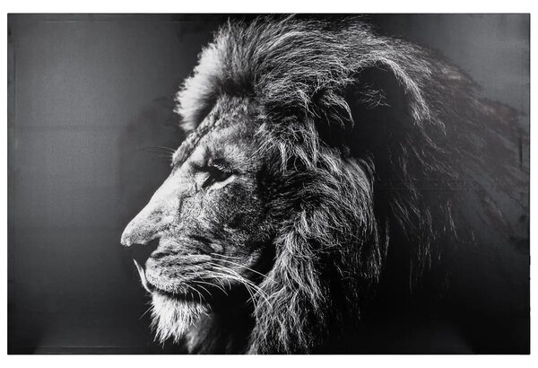 Πίνακας atmosphera Lion, τύπωμα σε καμβά, 78 x 118 εκ