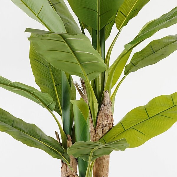 Διακοσμητικό φυτό με γλάστρα Banana Tree Πράσινο 53x53x190 cm