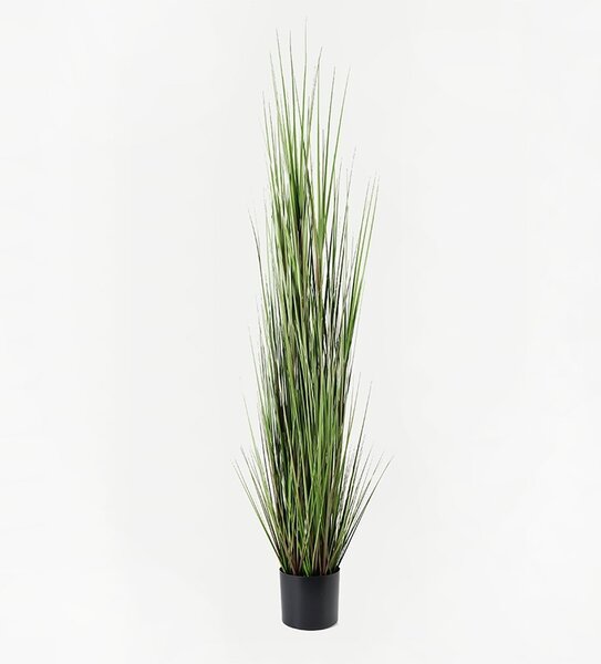Διακοσμητικό φυτό Boxwood Μαύρο 46x46x150 cm
