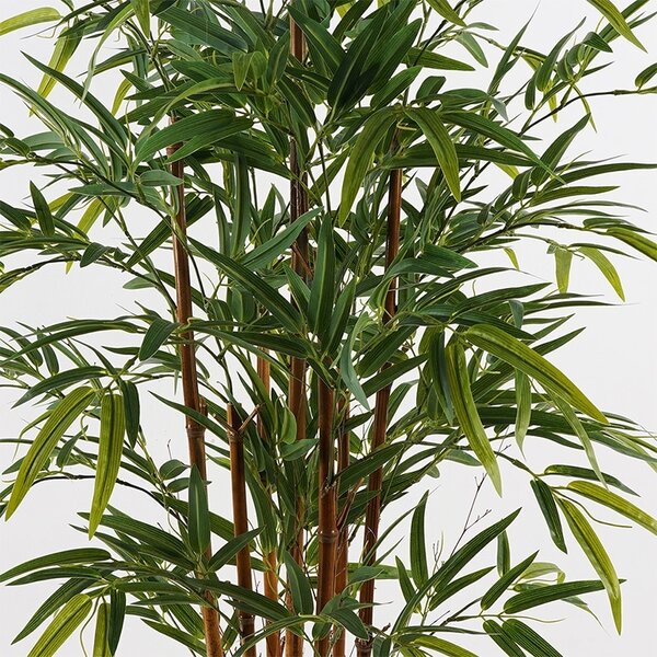 Διακοσμητικό φυτό Rhapis Palm Πράσινο 60x60x120 cm