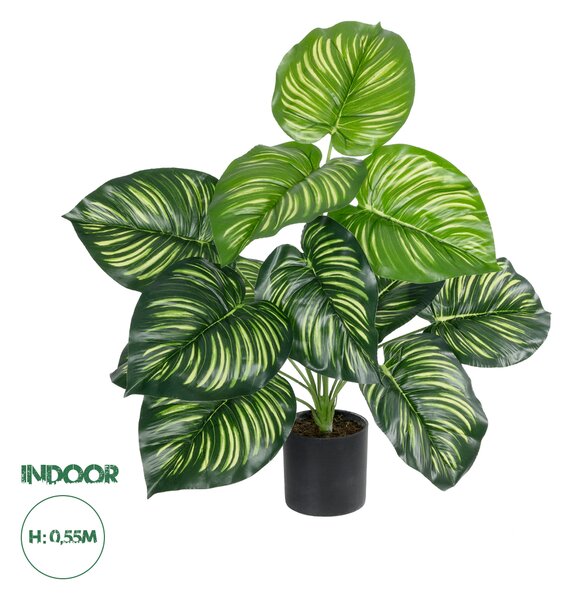 GloboStar® Artificial Garden CALATHEA PLANT 20933 Διακοσμητικό Φυτό Καλαθέα Φ55 x Υ55cm