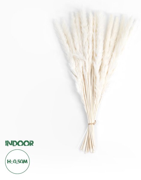 GloboStar® Artificial Garden REAL DRIED BEIGE PAMPAS GRASS BUNCH 21216 Αποξηραμένο Διακοσμητικό Μπουκέτο Pampas Μπέζ Y50cm