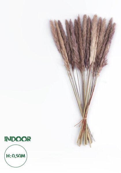 GloboStar® Artificial Garden REAL DRIED BROWN PAMPAS GRASS BUNCH 21215 Αποξηραμένο Διακοσμητικό Μπουκέτο Pampas Kάφε Y50cm