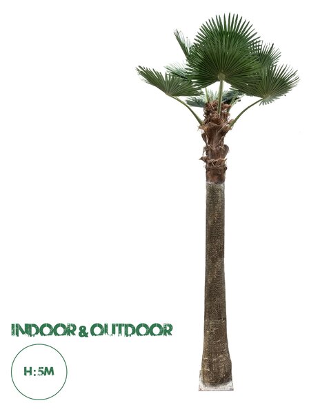 GloboStar® Artificial Garden PLANT PALM TREE 21056 Διακοσμητικό Δέντρο Φοίνικα Φ240 x Υ500cm