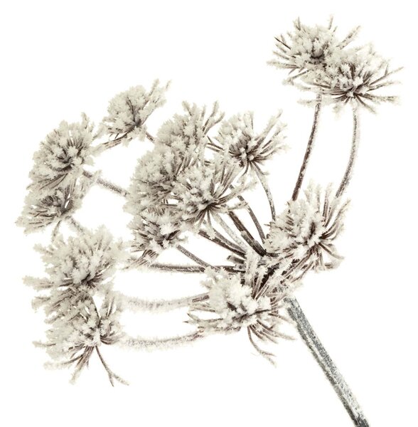 Τεχνητό Κλαδί 98εκ. A-S Frosted Allium 199493